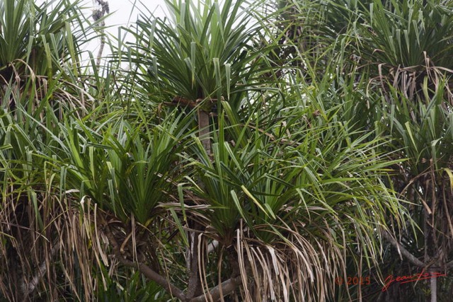 129 LOANGO 2 Akaka Riviere Rembo Ngove Nord Retour Plante Liliopsida Pandanales Pandanus sp 15E5K3IMG_107876wtmk.jpg